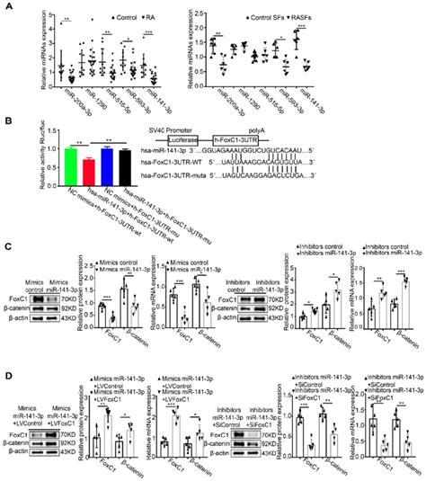 Mir 141 3p Binds To The Foxc1 3′utr And Influences The Regulation Of