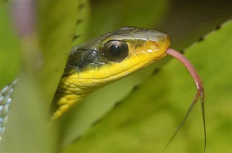 Tipos De Cobras Fotos Brasileiras Venenosas Jararacas E Mais