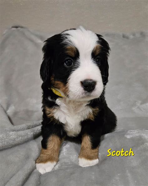 Bernese Mountain Dog Puppies For Sale In Colorado