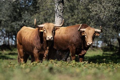 La Real Unión Criadores Toros de Lidia propone 12 medidas para el