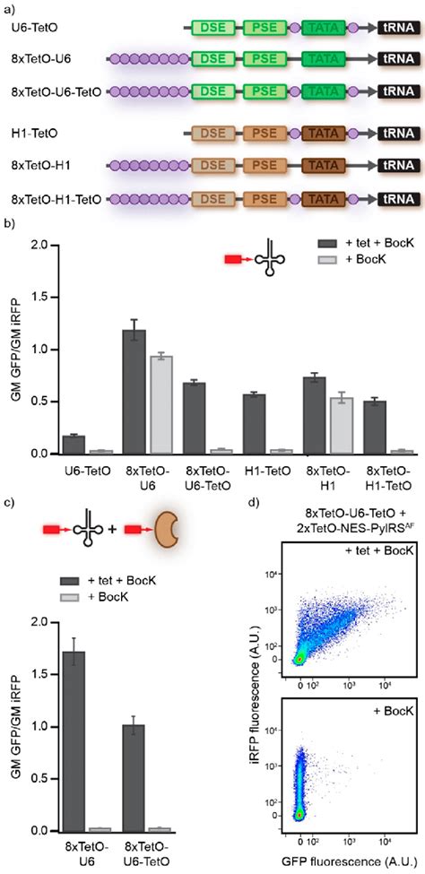 The Inducible T Rex System A Six Different Pol Iii Promoter Sequences