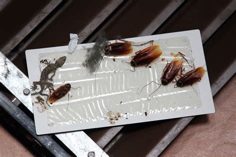 Pests found on a glue trap (sticky trap) Termite Control, Pest Control, Bed Bug Control, Bee ...