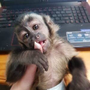 Capuchin Monkey For Sale Capuchin Monkey For Sale Near Me