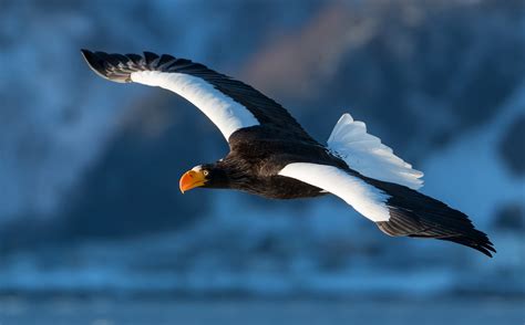 Russian Sea Eagle