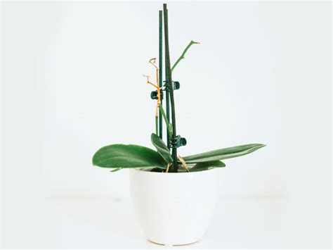 Orchid Flower Stem Propagation | Best Flower Site