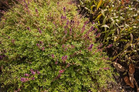 Thymus Vulgaris Conocido Como Tomillo N Que Florece En El Jard N De