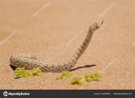 Peringuey S Adder Bitis Peringueyi Small Venomous Viper Namib Desert