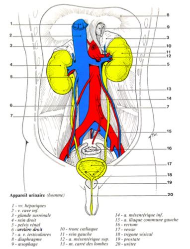 Ue Appareil Urinaire Cartes Quizlet