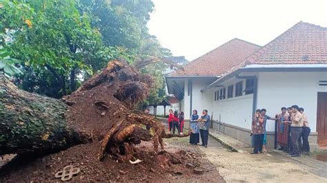 Polemik Penebangan Pohon Tua Di SMAN 1 Semarang AGSI Jateng Sesalkan