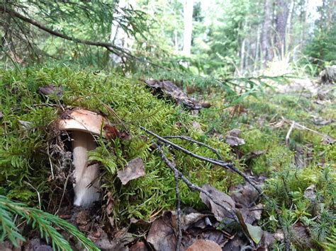 Where To Find Psilocybin Mushrooms In The Wild Fungushead