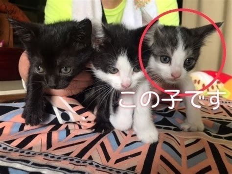 野良猫の赤ちゃんです。行き場がありません ネコホゴ 布施の猫の里親募集｜ジモティー