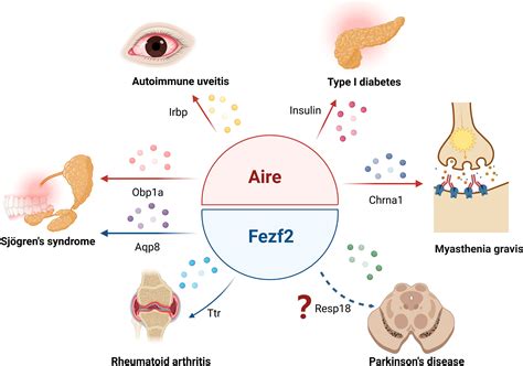 Frontiers Aire And Fezf2 Two Regulators In Medullary Thymic