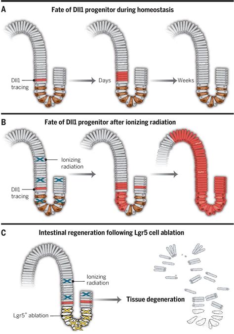 Plasticity Of Epithelial Stem Cells In Tissue Regeneration Science