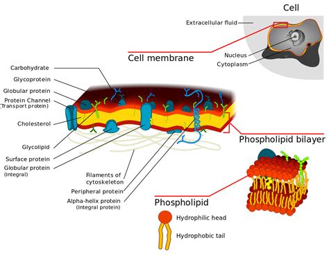 Do All Cells Have A Cell Membrane