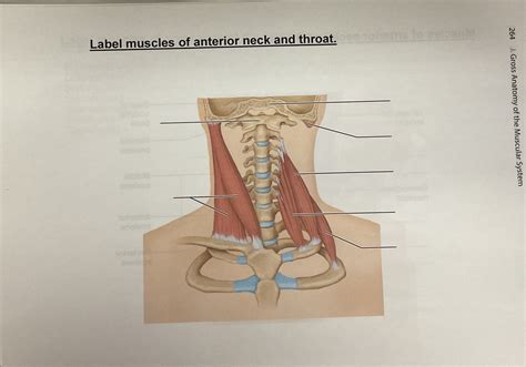 Muscles Of Anterior Neck And Throat Diagram Quizlet