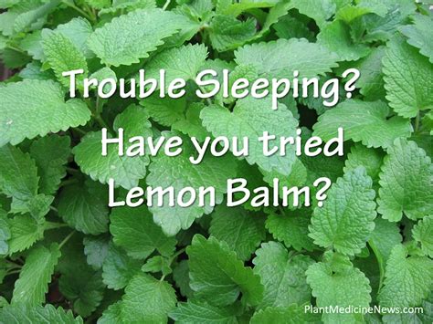 Lemon balm_sleep - Plant Medicine News