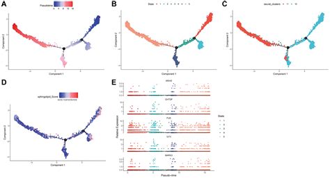 Sphingolipids In Prostate Cancer Prognosis Integrating Single Cell And