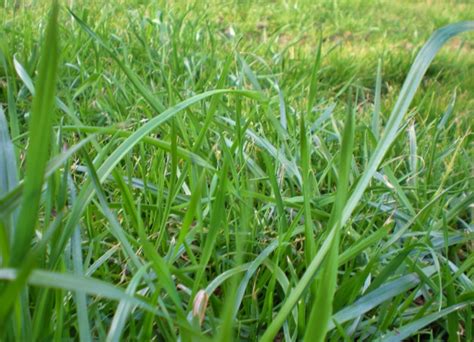 Winter Rye Spring Grass Forage Texashomesteader ~texas Homesteader~