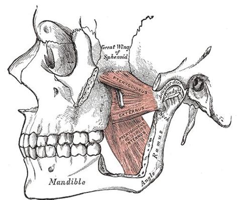 Condyloid process - wikidoc