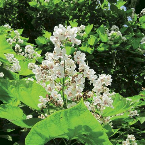 Catalpa Bignonioides Nana Green Mile Trees Green Mile Trees