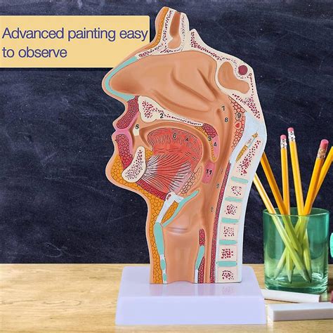 Nasal Cavity Throat Anatomy Model Human Anatomical Pharynx Larynx Model