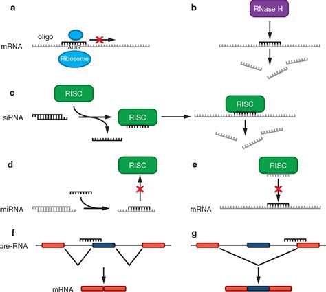 Peptide Mediated Cell And In Vivo Delivery Of Antisense