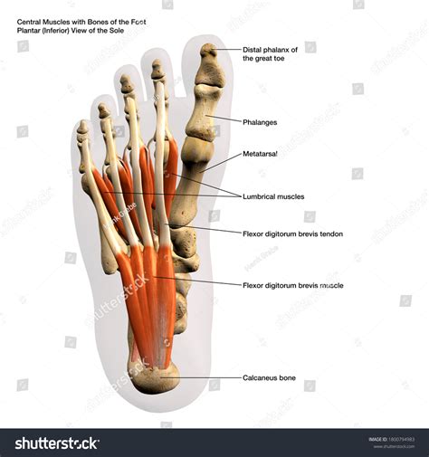 130 Plantar flexors Images, Stock Photos & Vectors | Shutterstock