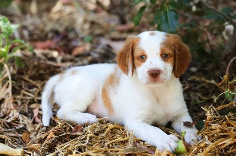 Brittany Dog Breed Information And Characteristics