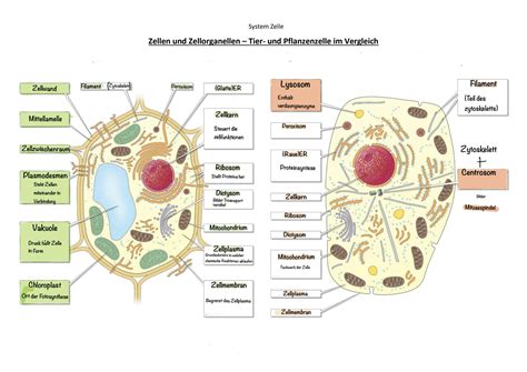 Solution Cytologie Zellaufbau Mitose Maiose Studypool