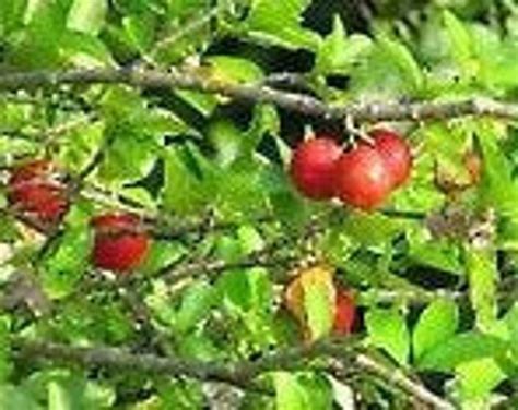 Big 1012 Acerola Barbados Cherry Tropical Fruit Young Tree Seedling