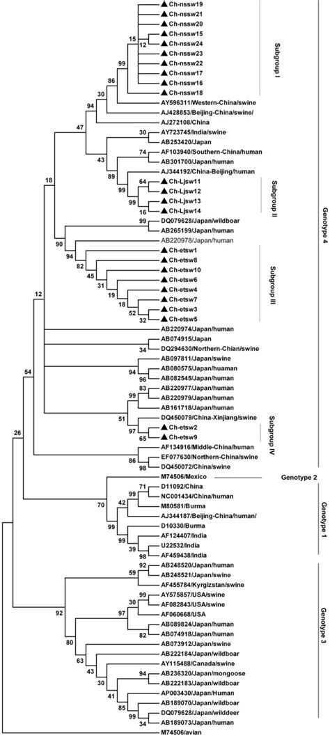 Phylogenetic Tree Constructed By Alignment Of The Nt Nucleotide