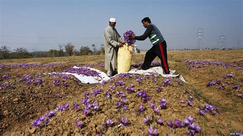 In Pictures Kashmiri Saffron Bbc News