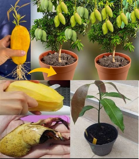 How To Plant A Mango Seed And Successfully Grow It In 5 Steps