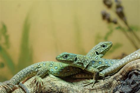 How Do Lizards Reproduce Courtship Mating And Eggs