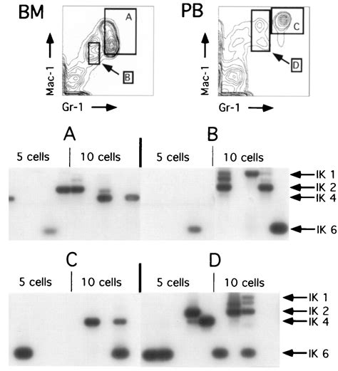 Hematopoietic Stem Cells And Lymphoid Progenitors Express Different