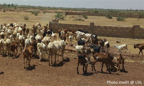 Mapping Livestock Trade in West Africa – African Networks Lab