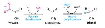 Glycolysis Bioc Introduction To Biochemistry