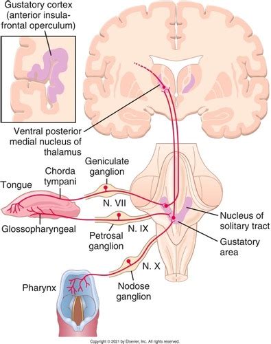 The Larynx Flashcards Quizlet