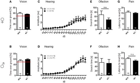 Normal Sensory Function Is Found In Male And Female Ambra1 − Versus Download Scientific