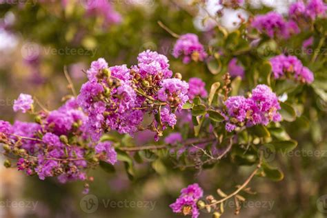 Lagerstroemia speciosa tree flowering in summer 44749917 Stock Photo at ...