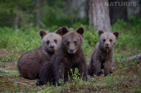 12 Awesome Images Of The Brown Bears Of Finland News Natureslens