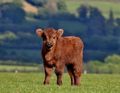 ハイランド キャトル 牛: scottish highlands cow – CJDJDC