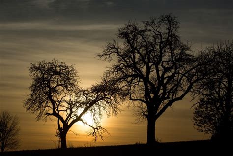 4K 5K Sunrises And Sunsets Trees Silhouette HD Wallpaper Rare