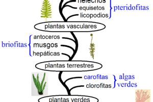 Evolución Tipos de Plantas para usos saludables