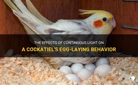 The Effects Of Continuous Light On A Cockatiels Egg Laying Behavior