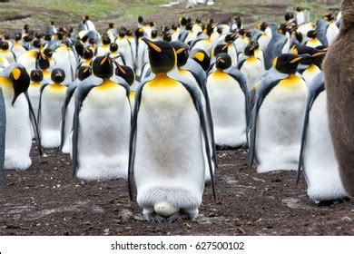 4,654 Penguin Egg Images, Stock Photos, 3D objects, & Vectors ...