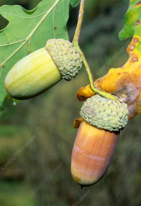 English Oak Acorns Quercus Robur Stock Image B7900672 Science