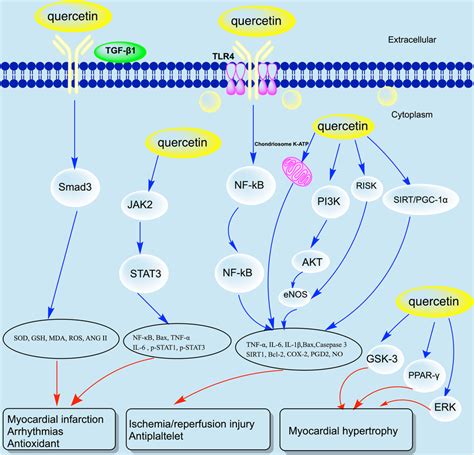 Molecular Mechanism Of Quercetin In CVD COX Cyclooxygenase ERK