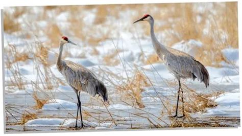 Mysterious Cranes: 6 Hidden Meanings of These Symbolic Birds