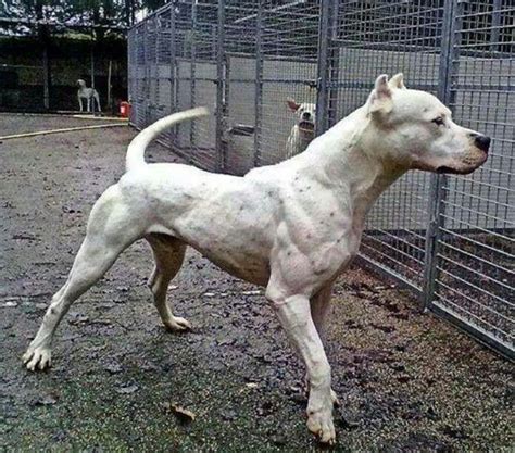 Dogo Argentino Dog Anatomy Dog Argentino Dogo Argentino Dog